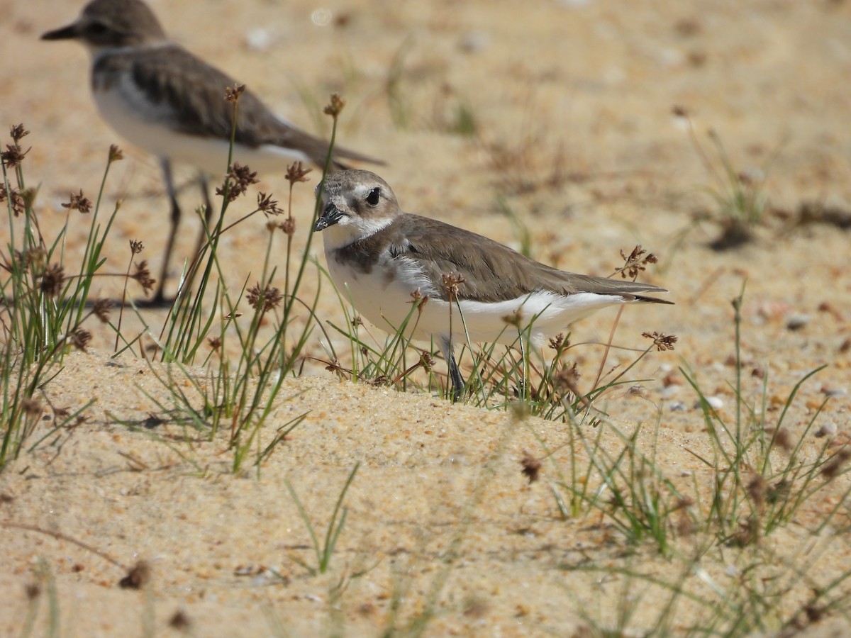 Tibetan Sand-Plover - ML647260480