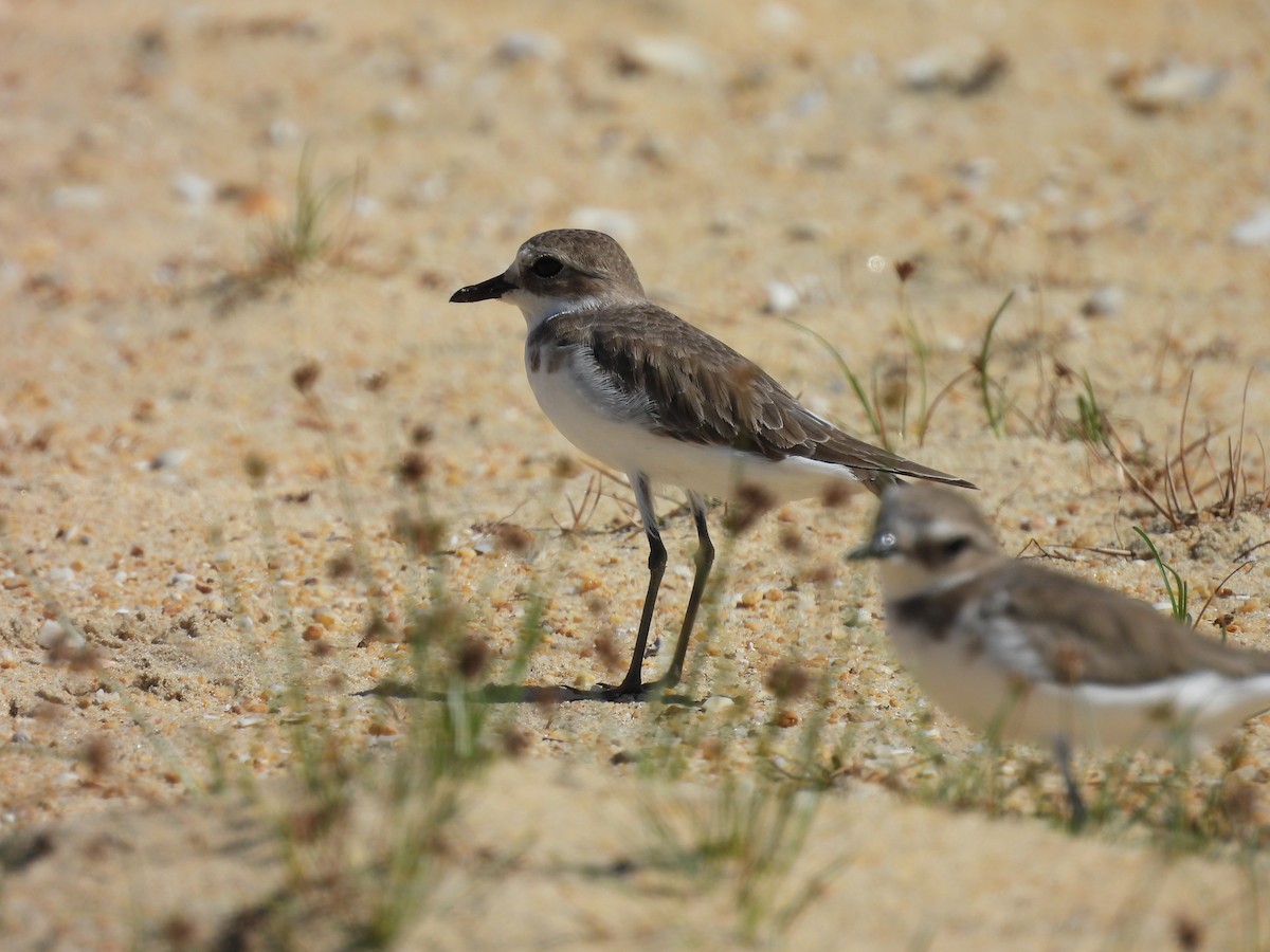 Tibetan Sand-Plover - ML647260481