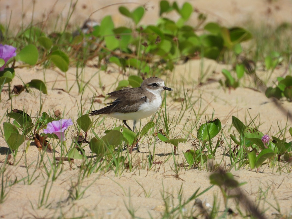 Tibetan Sand-Plover - ML647260489