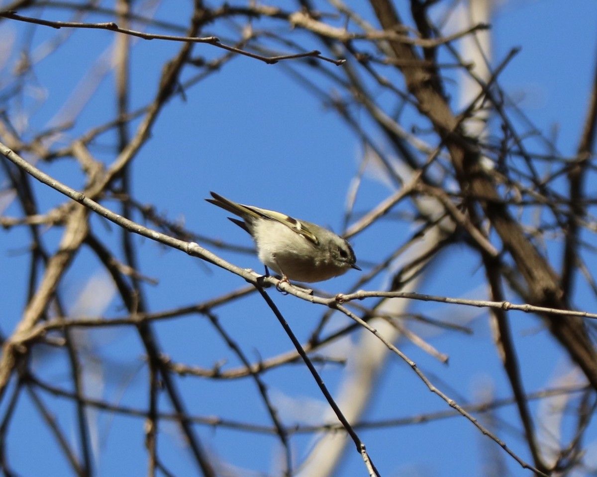 Erregetxo amerikarra - ML647260490