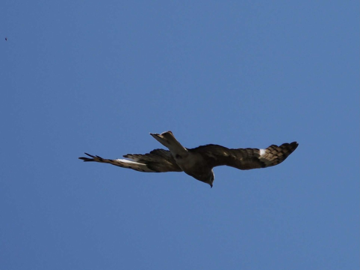 Milano Colicuadrado - ML647260495