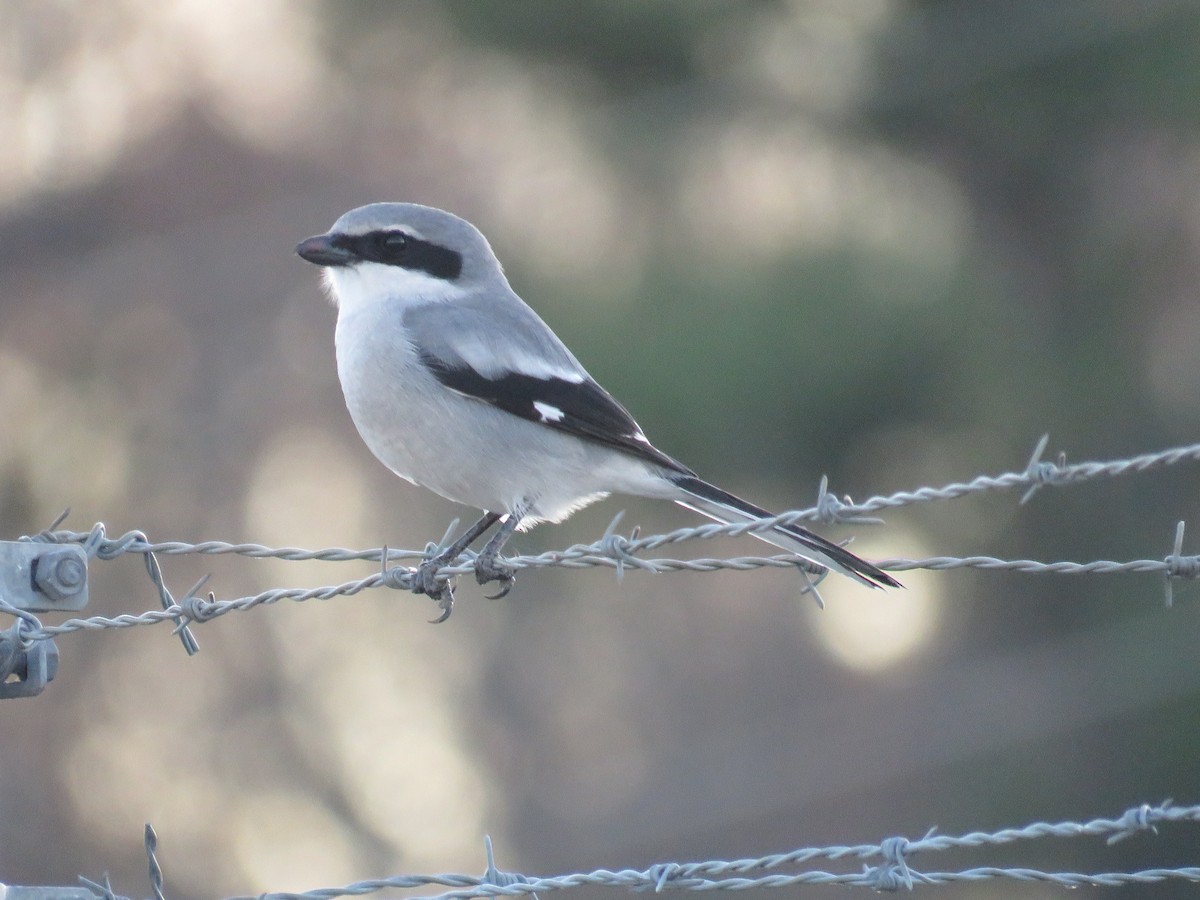 Loggerhead Shrike - ML647260509