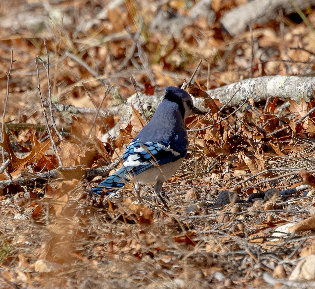 Geai bleu - ML647260521