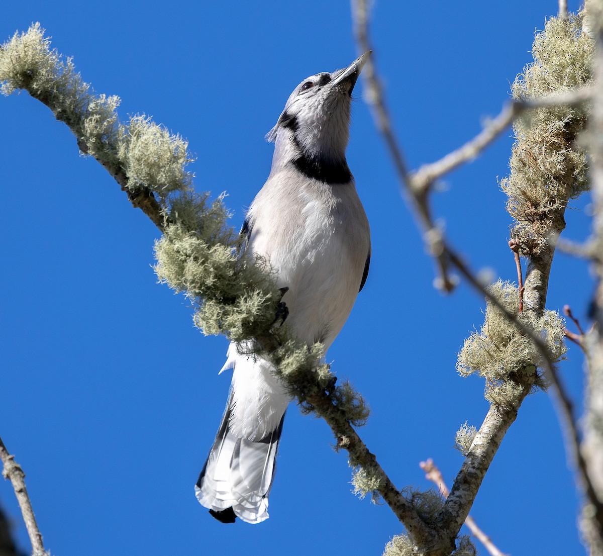 Geai bleu - ML647260522