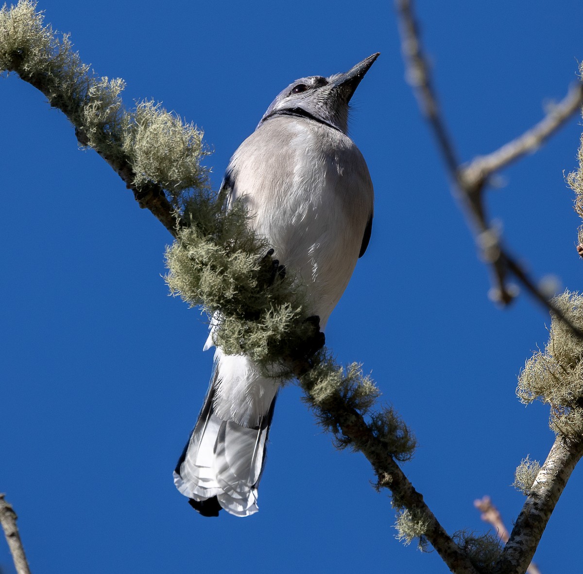 Geai bleu - ML647260523