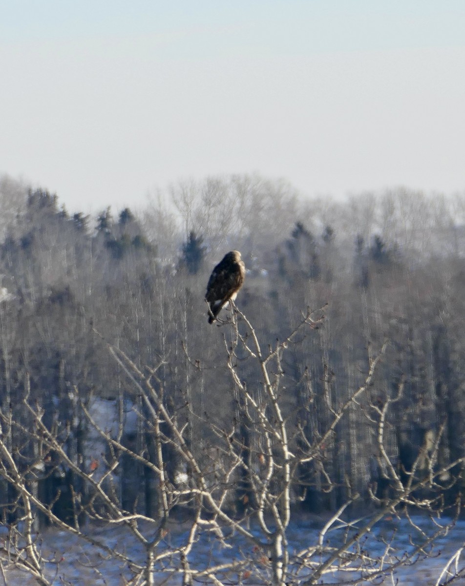 Rough-legged Hawk - ML647260536