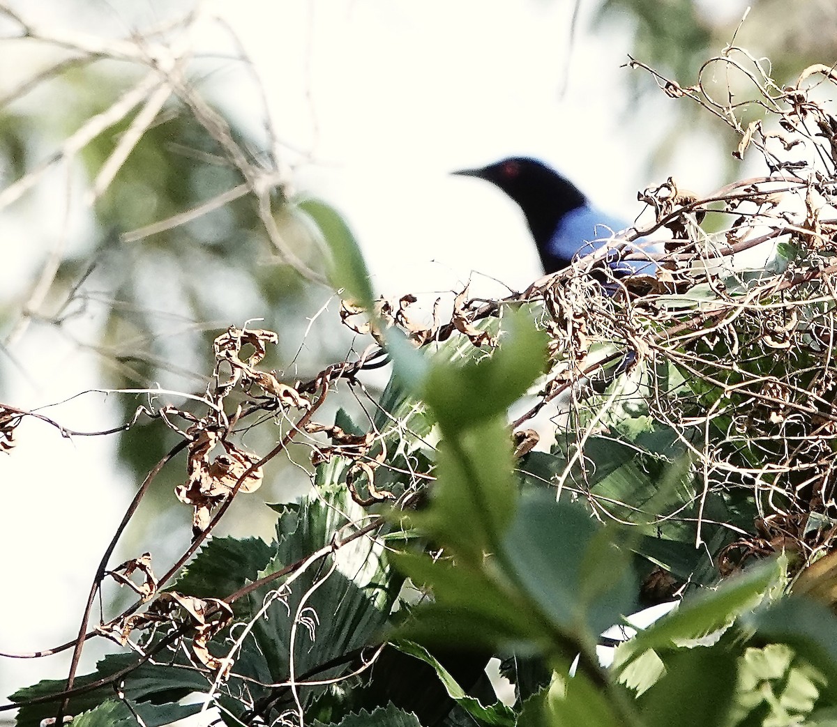 Asian Fairy-bluebird - ML647260556