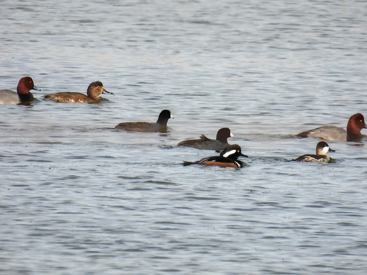 Hooded Merganser - ML647260557