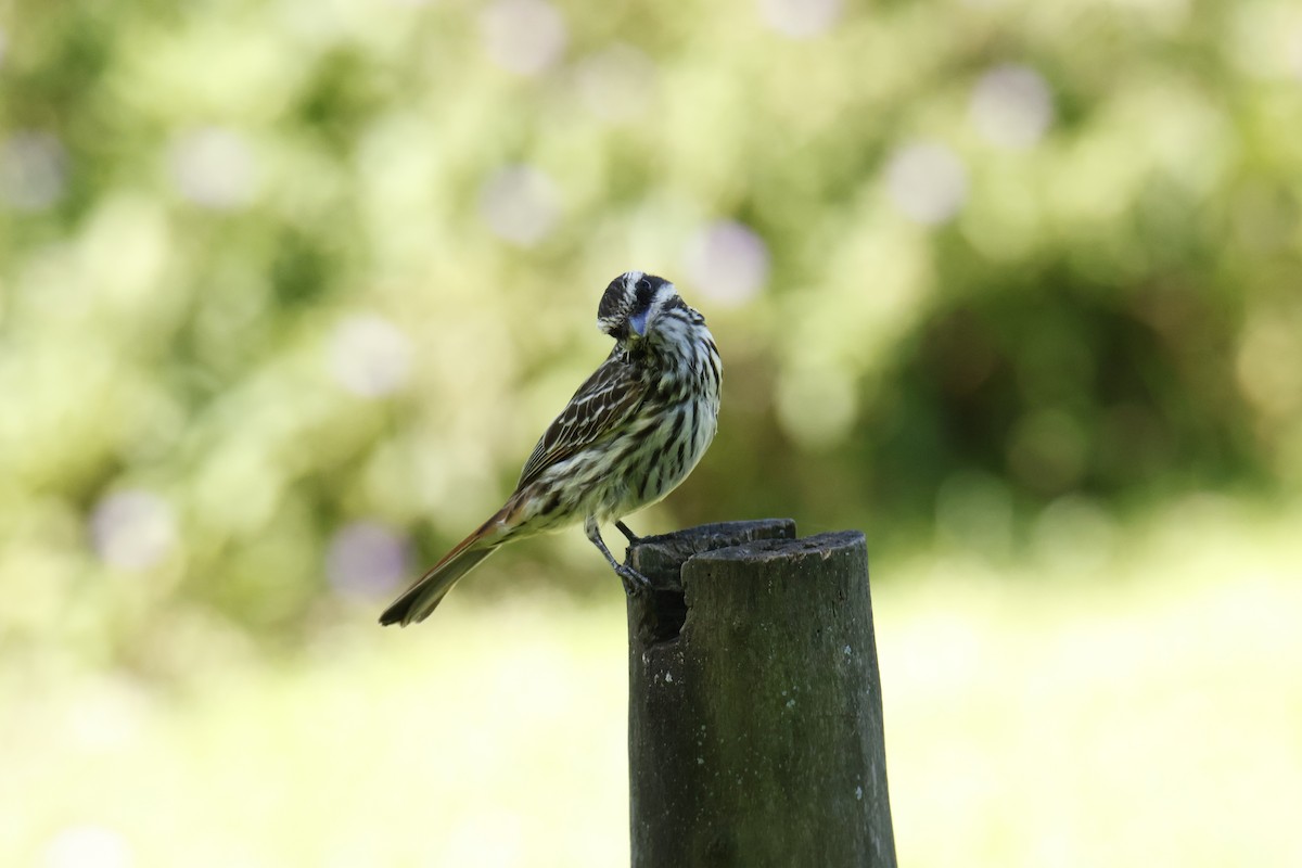 Tyran audacieux - ML647260572