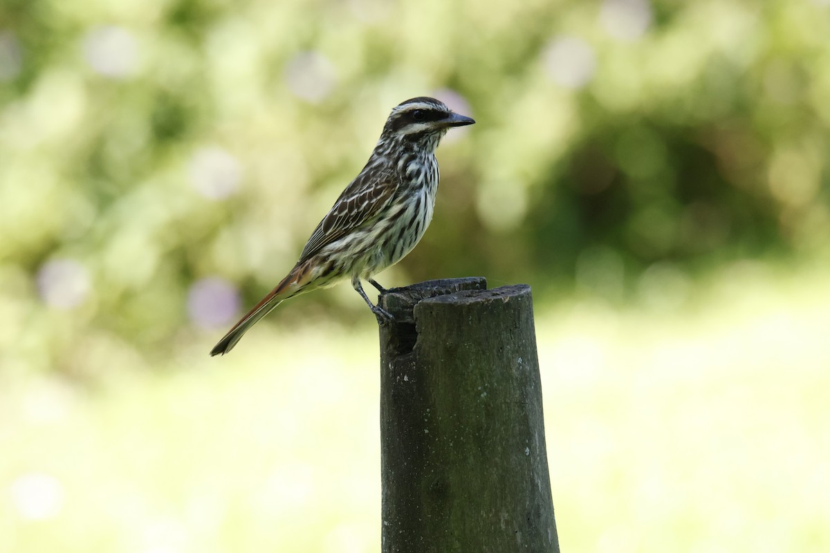 Tyran audacieux - ML647260573