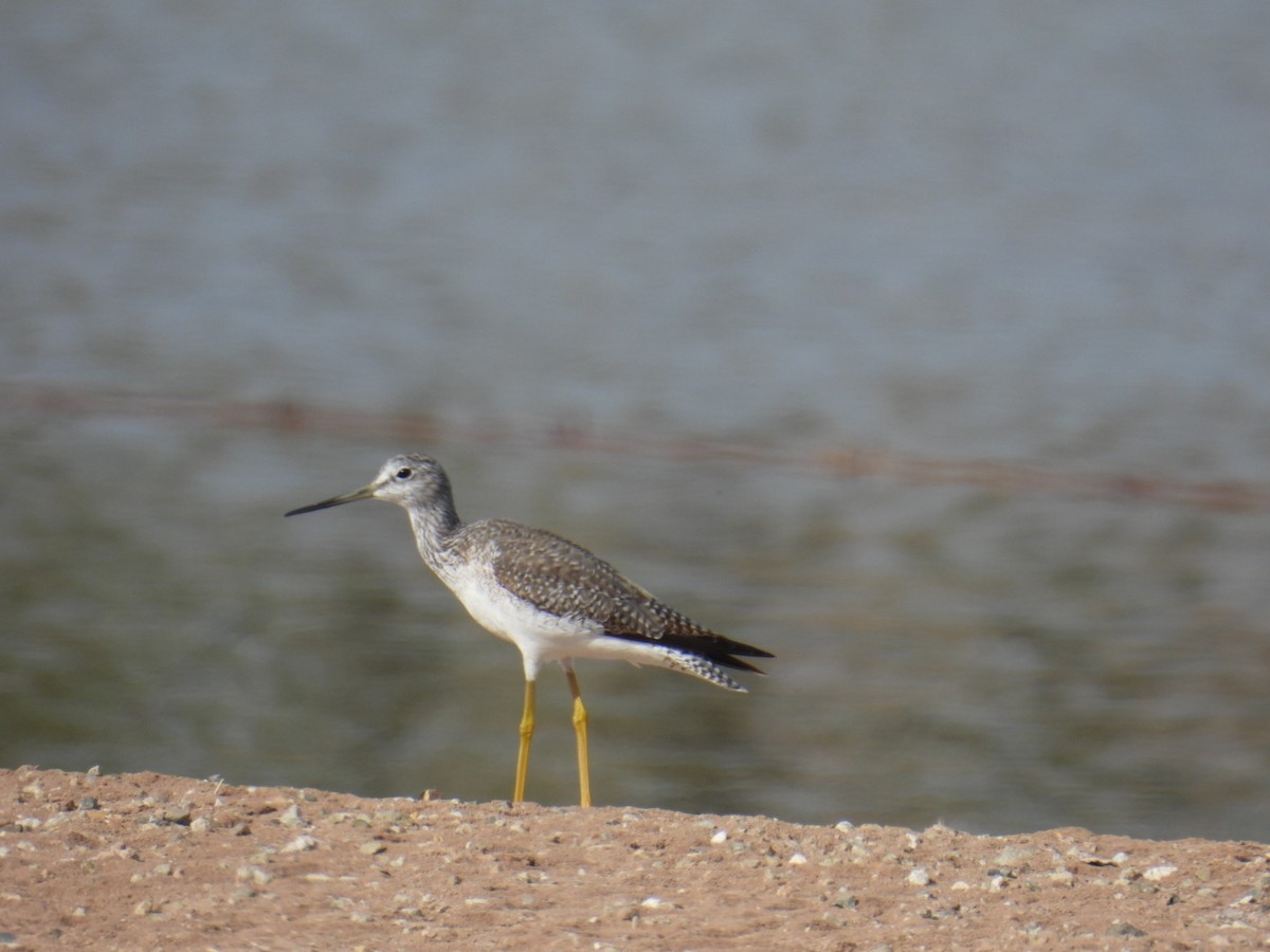 Greater Yellowlegs - ML647260581