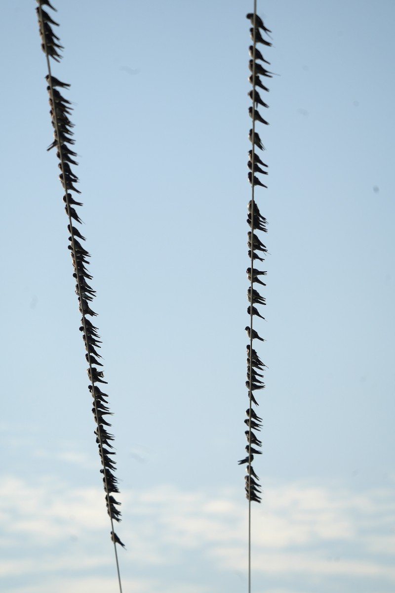 Ластівка сільська - ML647260586