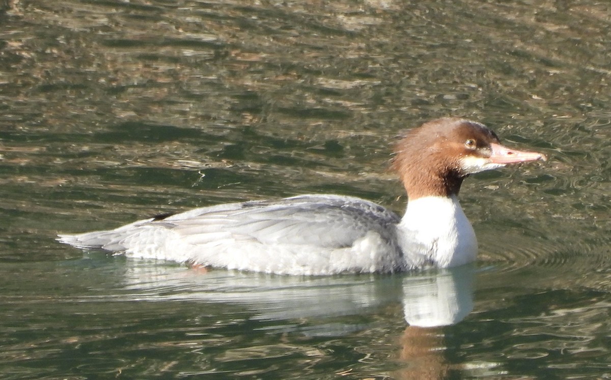 Zerra handia - ML647260593