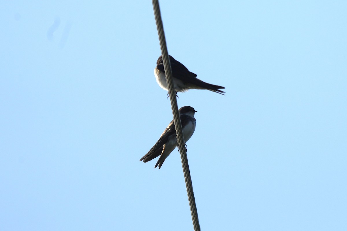 Uhalde-enara arrunta - ML647260594