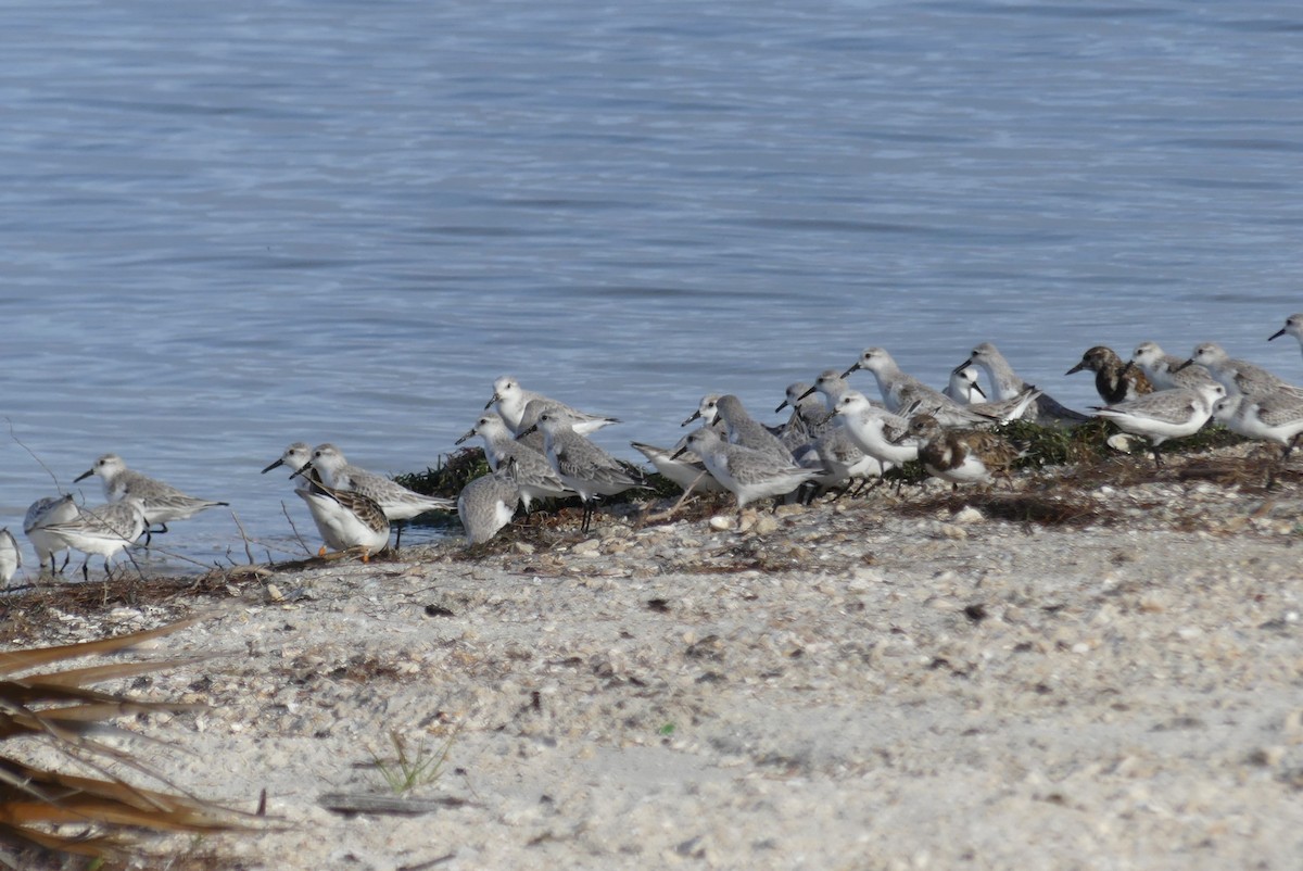 Sanderling - ML647260599