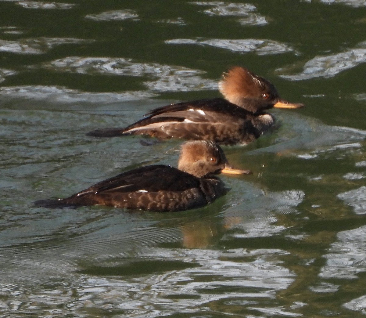 Zerra buruhandia - ML647260635