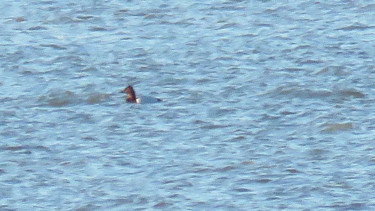 Canvasback - ML647260639