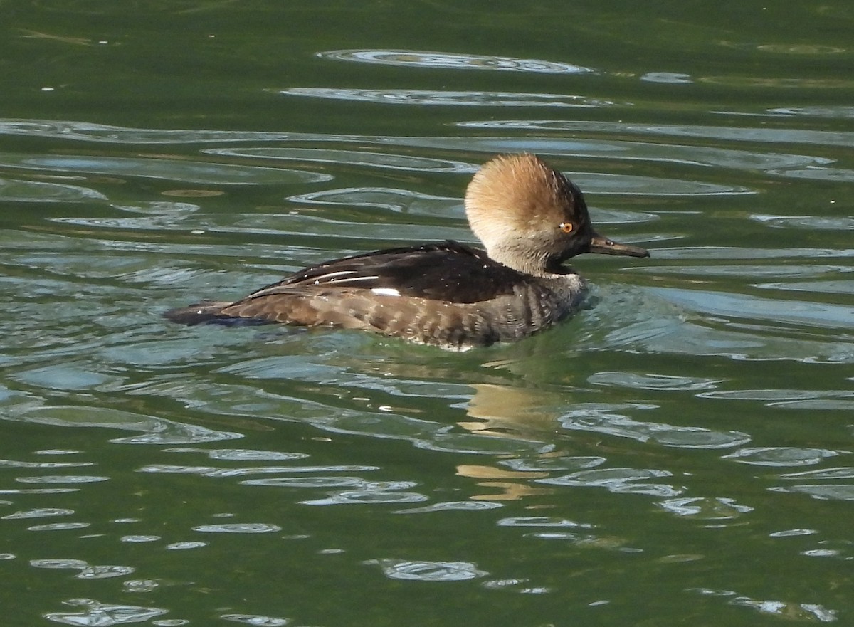 Zerra buruhandia - ML647260644