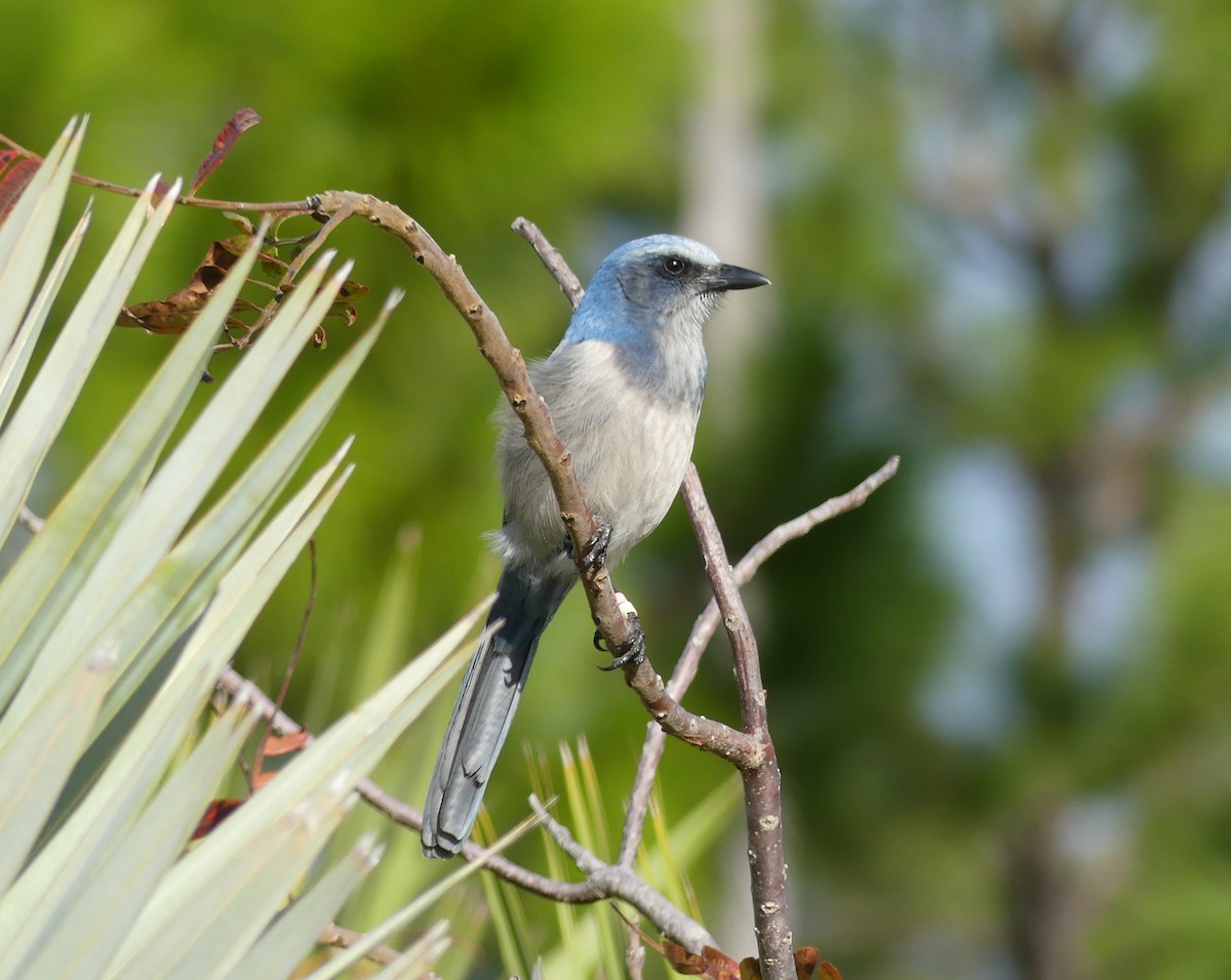 Florida Scrub-Jay - ML647260646