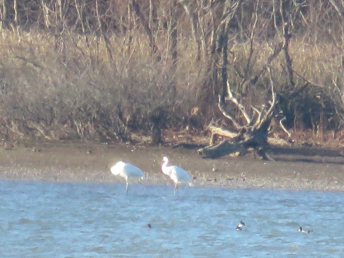 Whooping Crane - ML647260649