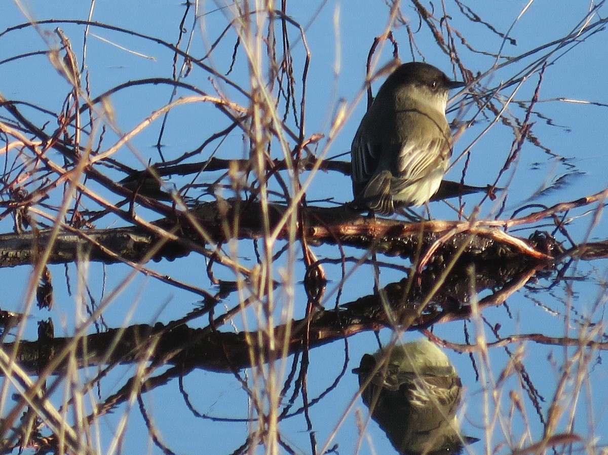 Eastern Phoebe - ML647260671
