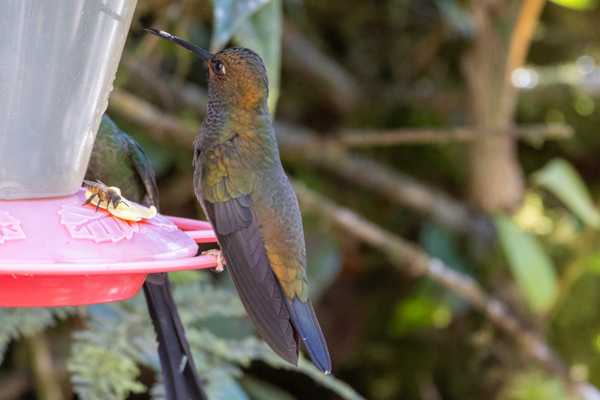 Rufous-gaped Hillstar - ML647260691