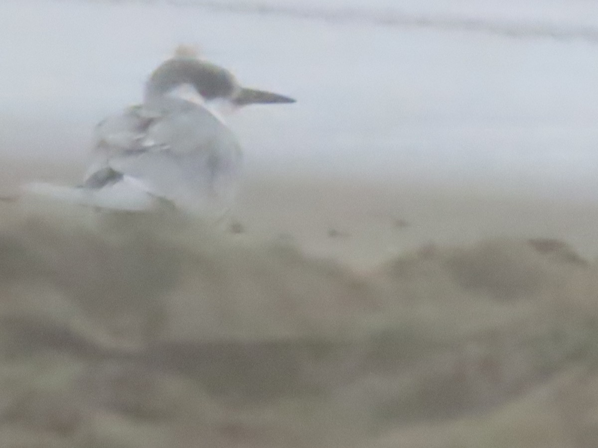 Forster's Tern - ML647260698