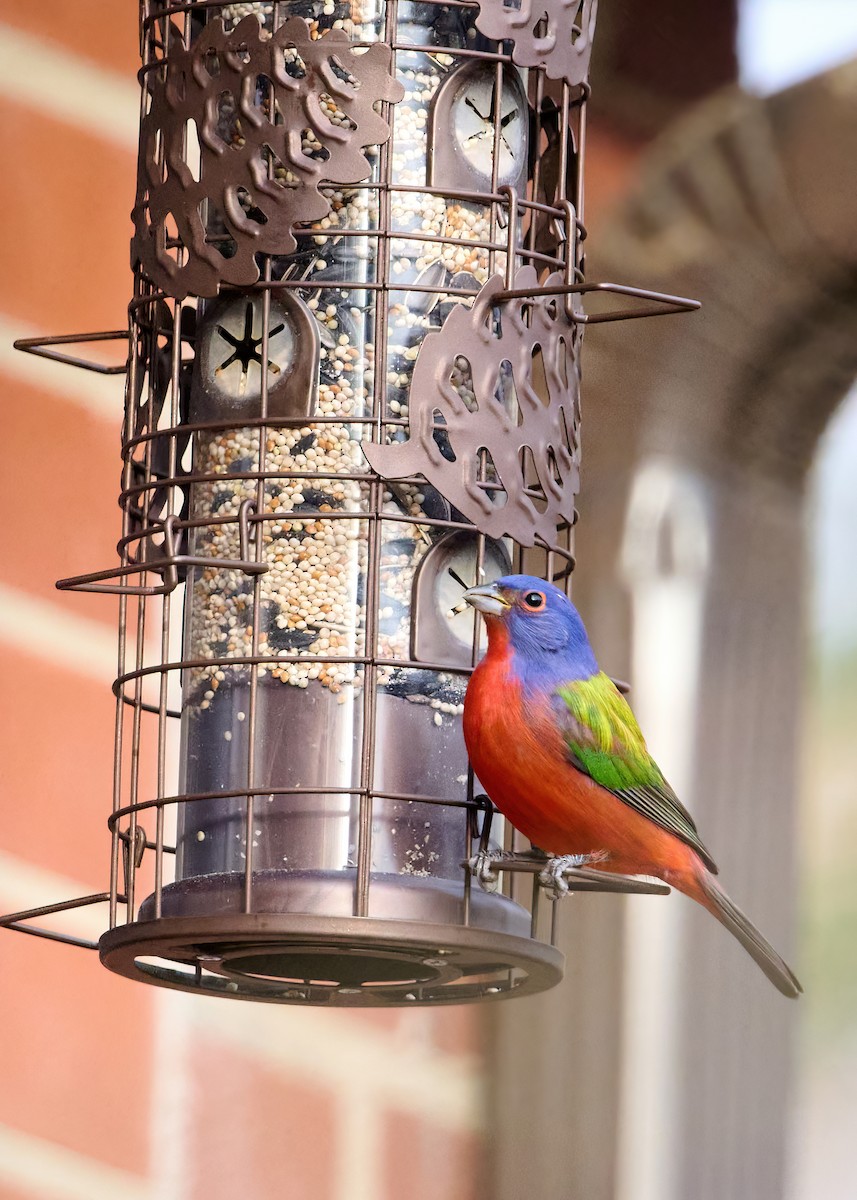 Расписной колорин - ML647260704