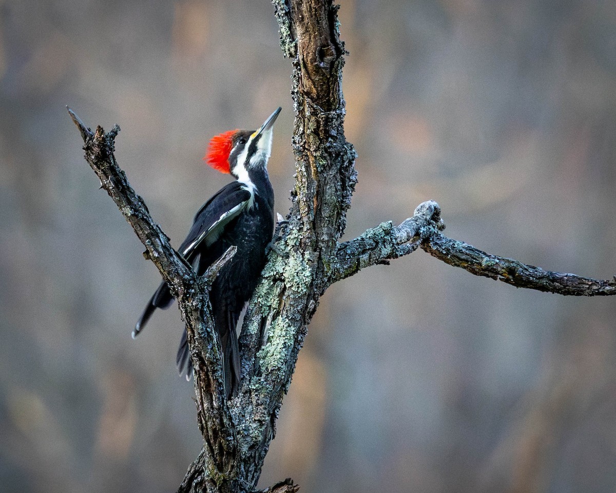 Pileated Woodpecker - ML647260707