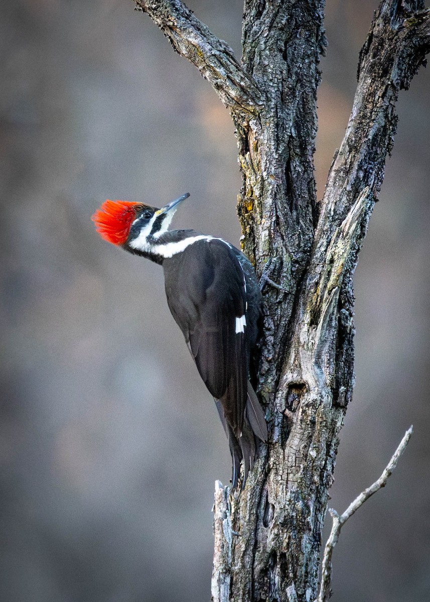 Pileated Woodpecker - ML647260708