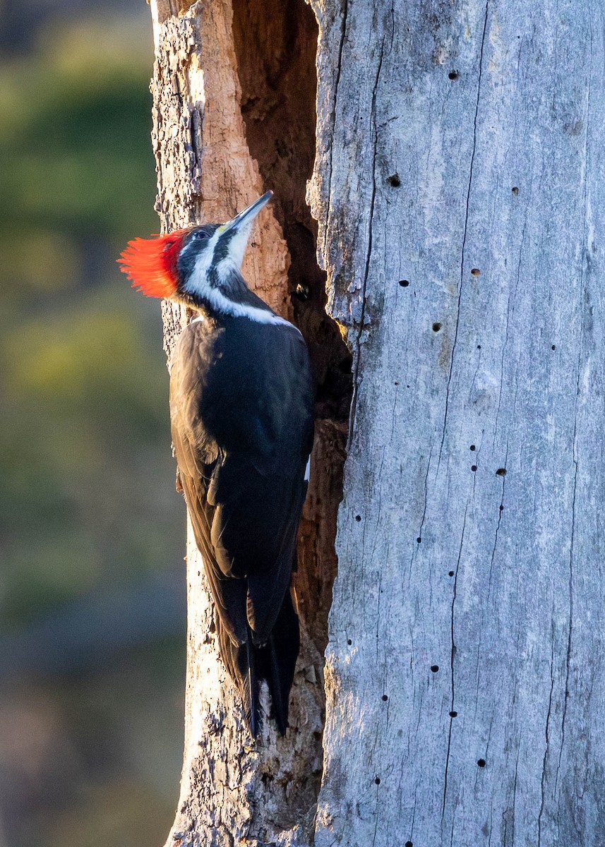 Pileated Woodpecker - ML647260709