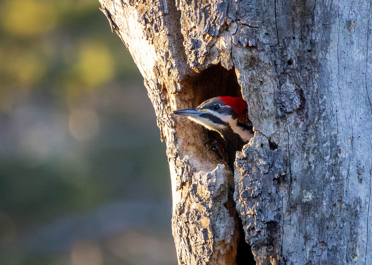 Pileated Woodpecker - ML647260710