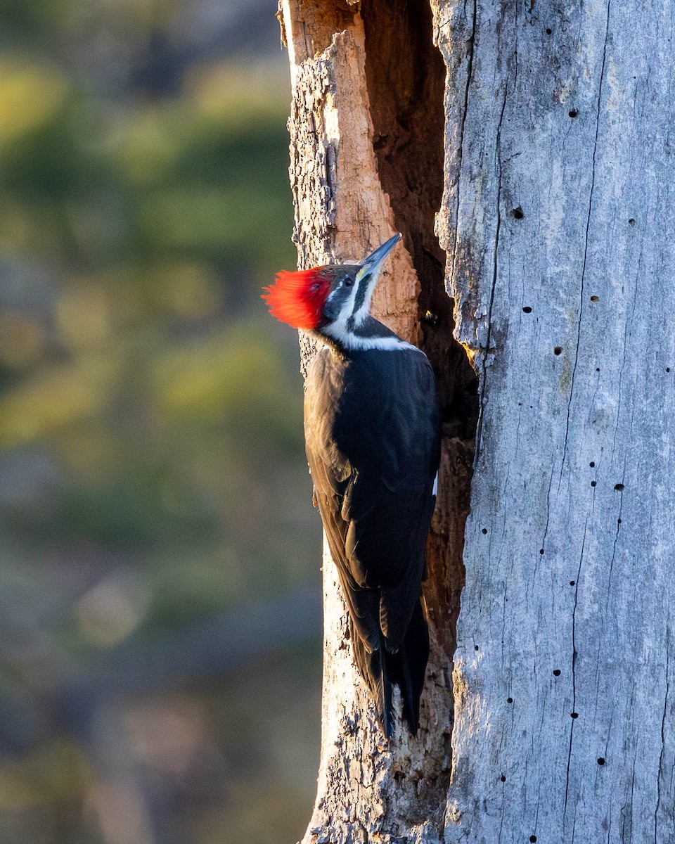 Pileated Woodpecker - ML647260711