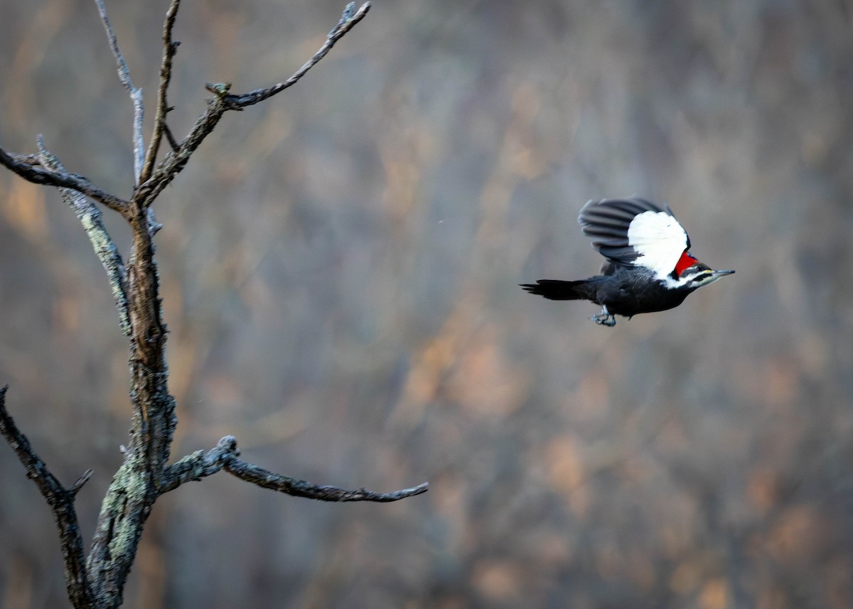 Pileated Woodpecker - ML647260712