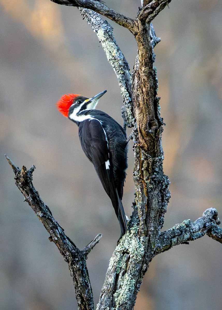 Pileated Woodpecker - ML647260713