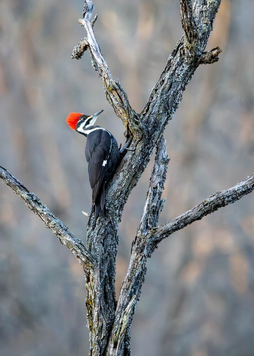 Pileated Woodpecker - ML647260715