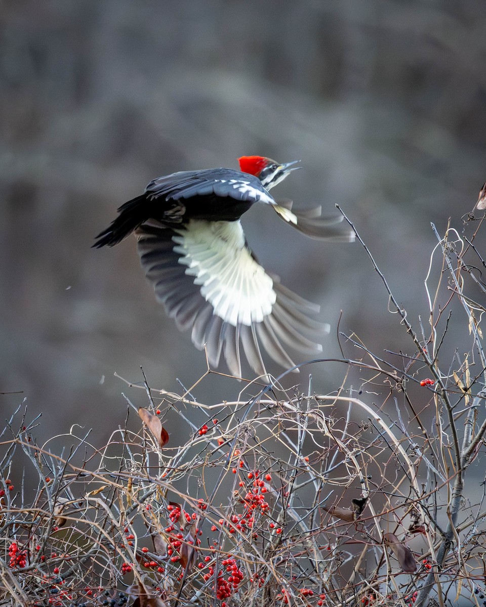 Pileated Woodpecker - ML647260716