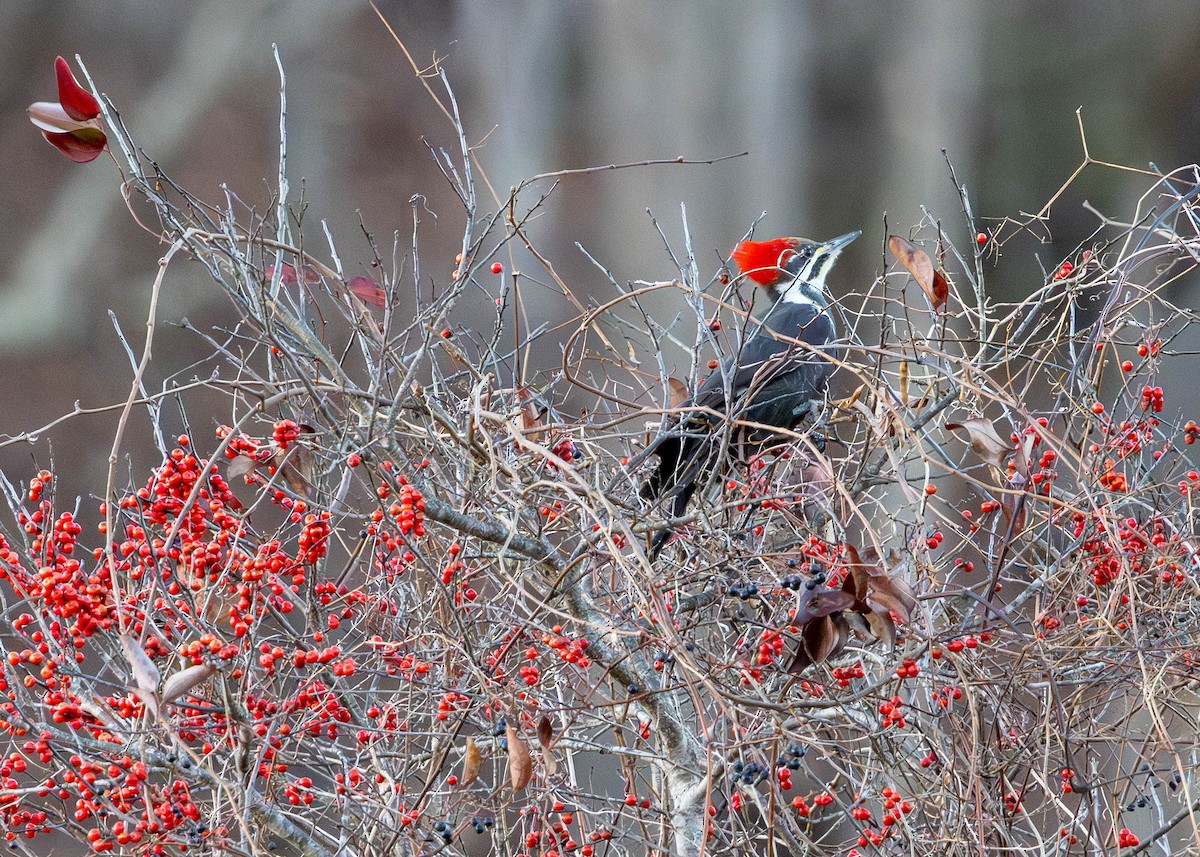 Pileated Woodpecker - ML647260717