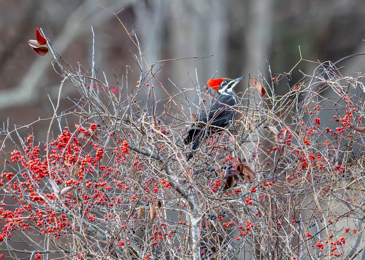 Pileated Woodpecker - ML647260718
