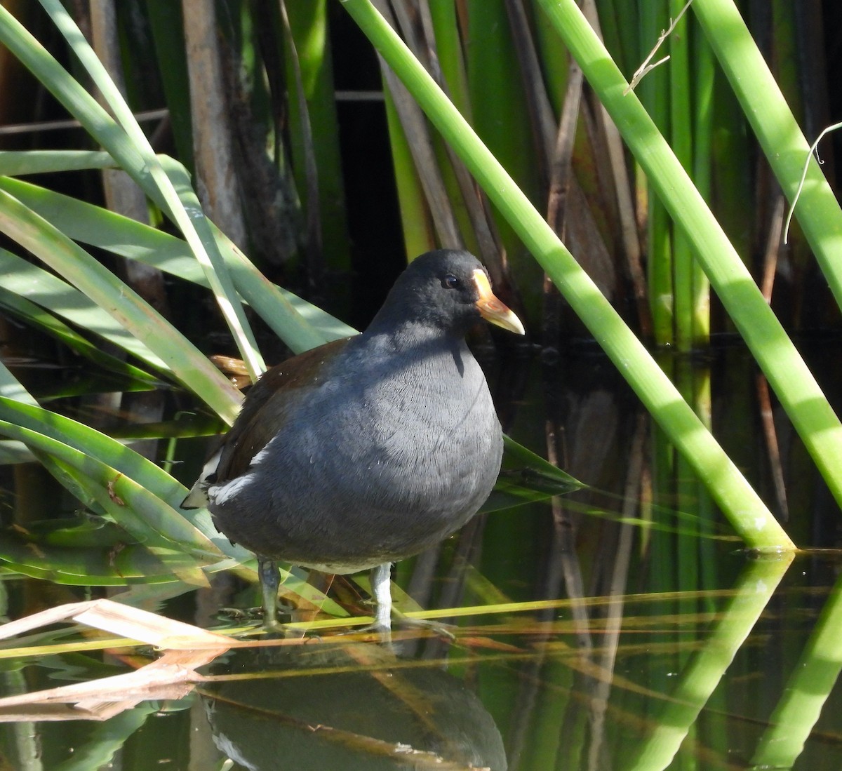 Курочка латиноамериканська - ML647260729