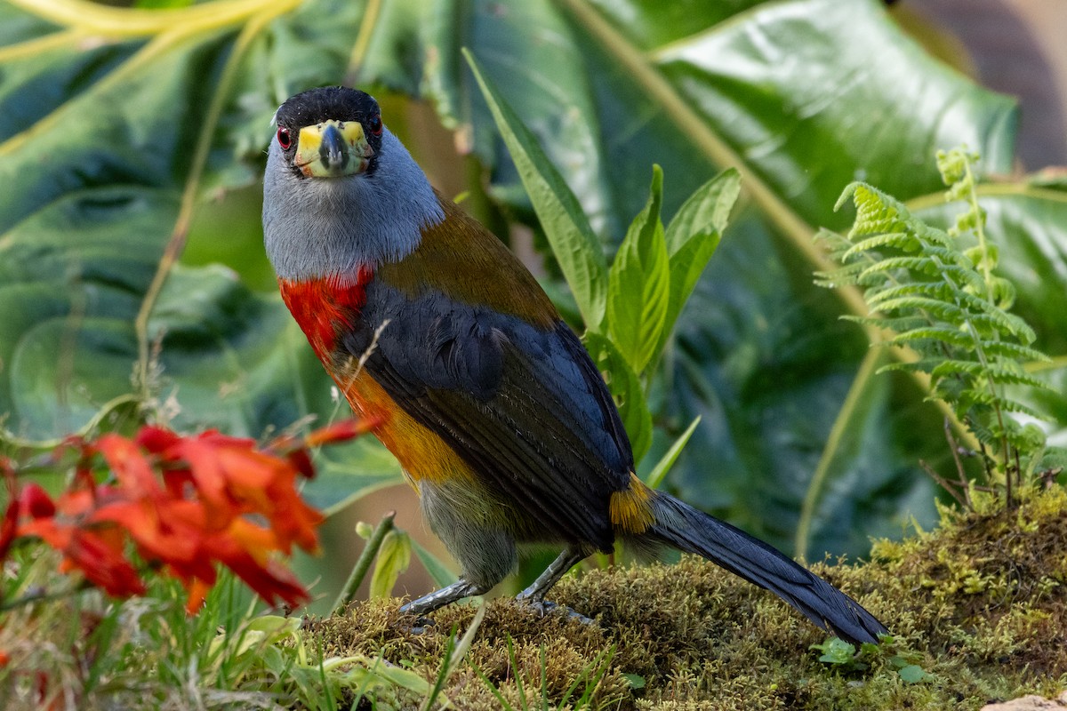 Toucan Barbet - ML647260734