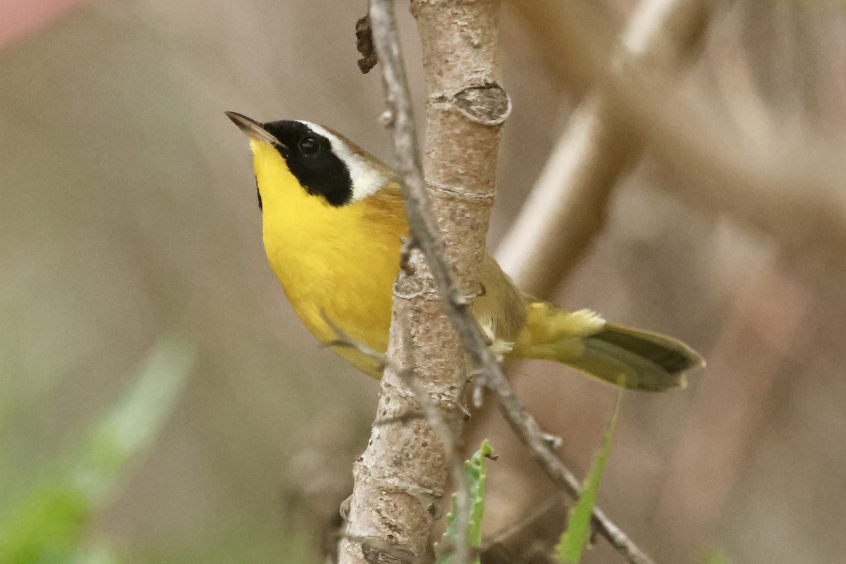 Common Yellowthroat - ML647260740