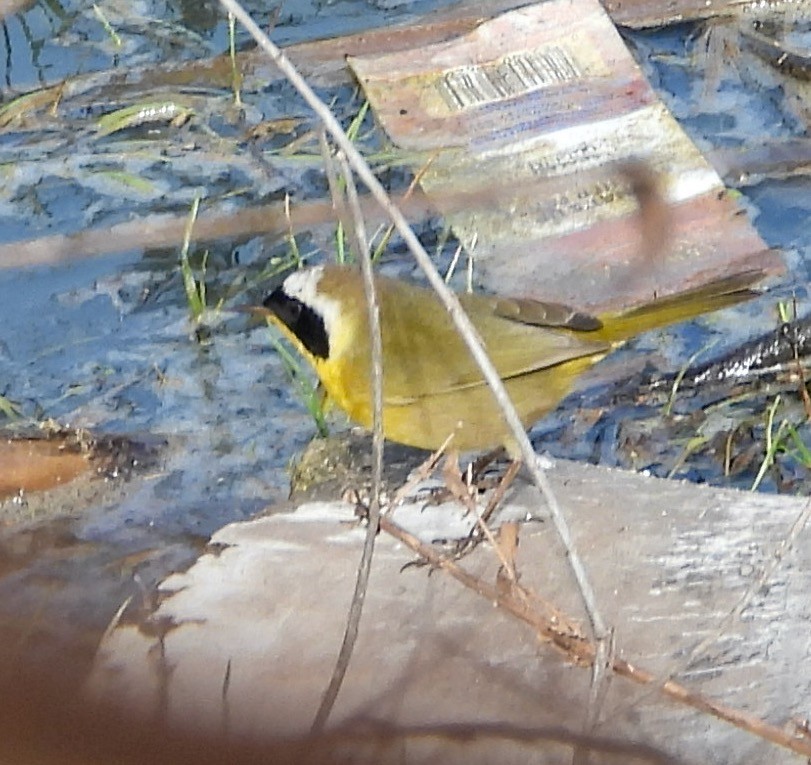 Common Yellowthroat - ML647260752
