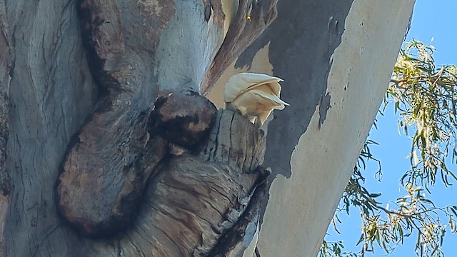 Little Corella - ML647260753