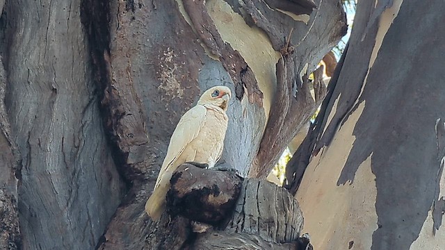 Little Corella - ML647260754