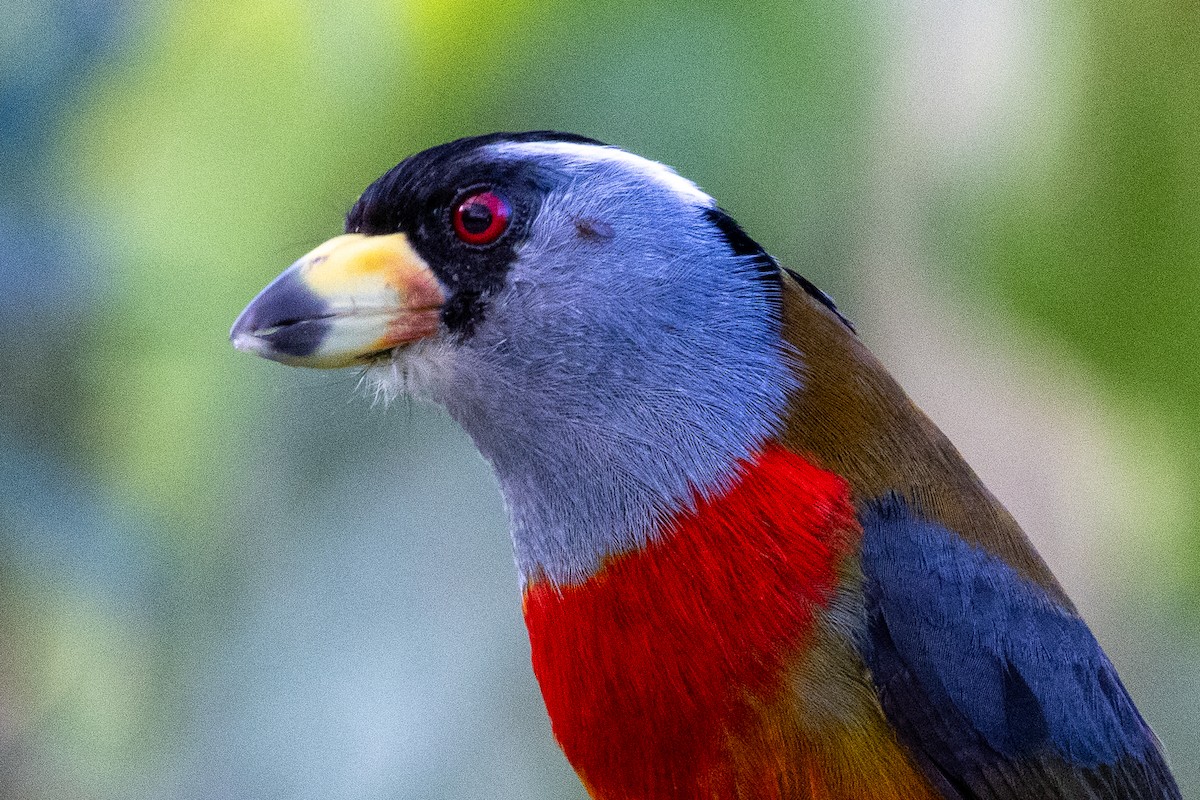 Toucan Barbet - ML647260758