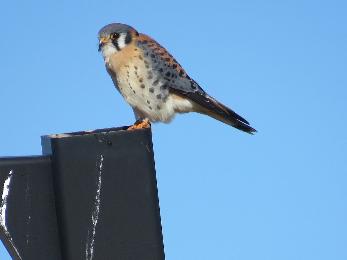 American Kestrel - ML647260762