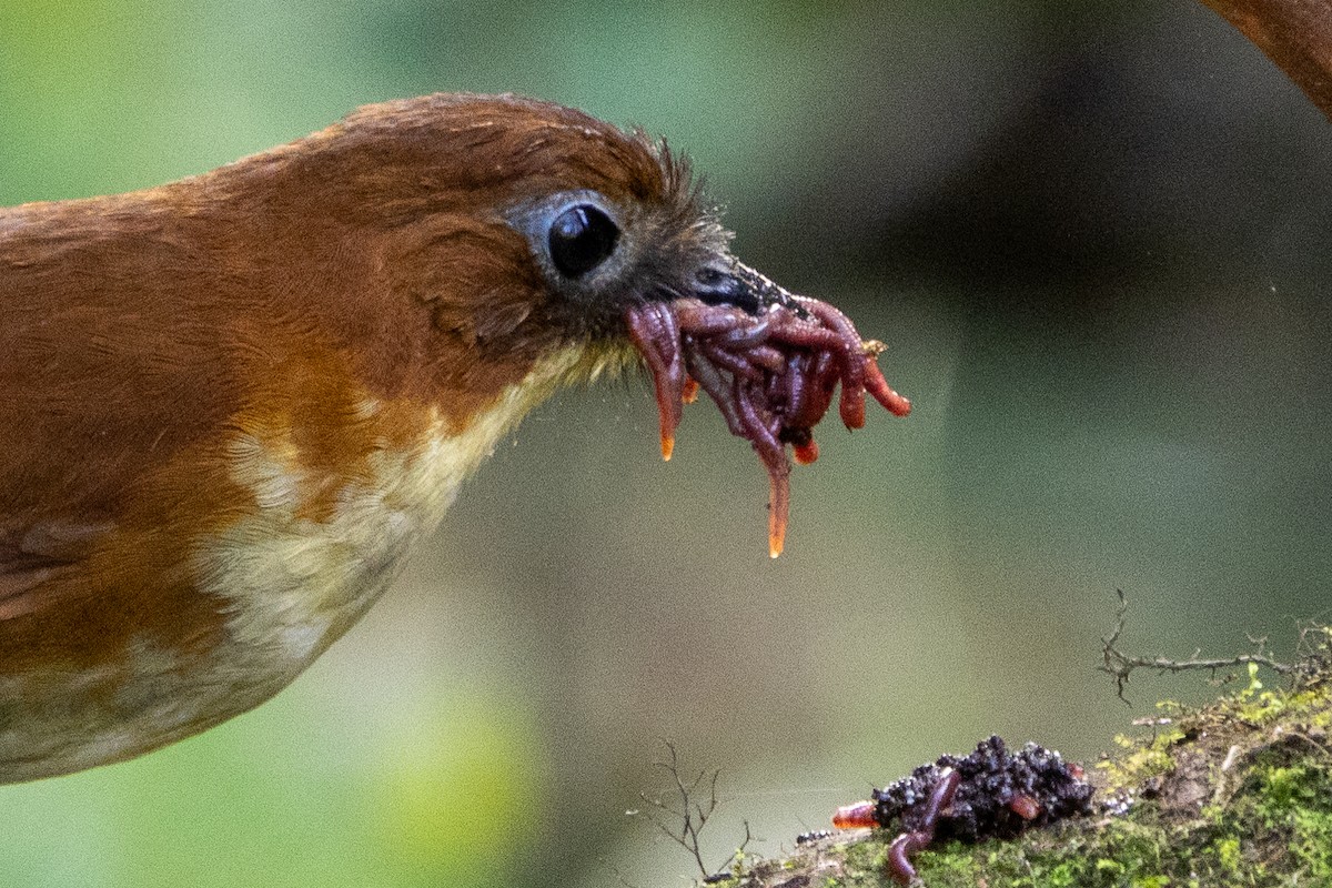Yellow-breasted Antpitta - ML647260773