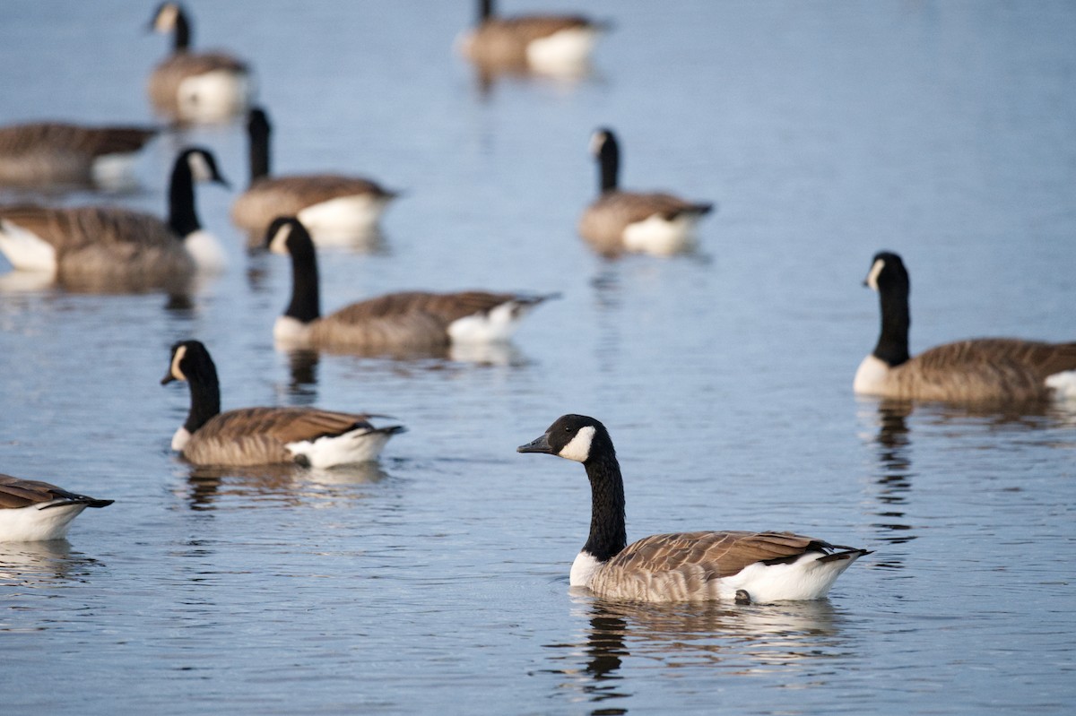 カナダガン - ML647260807