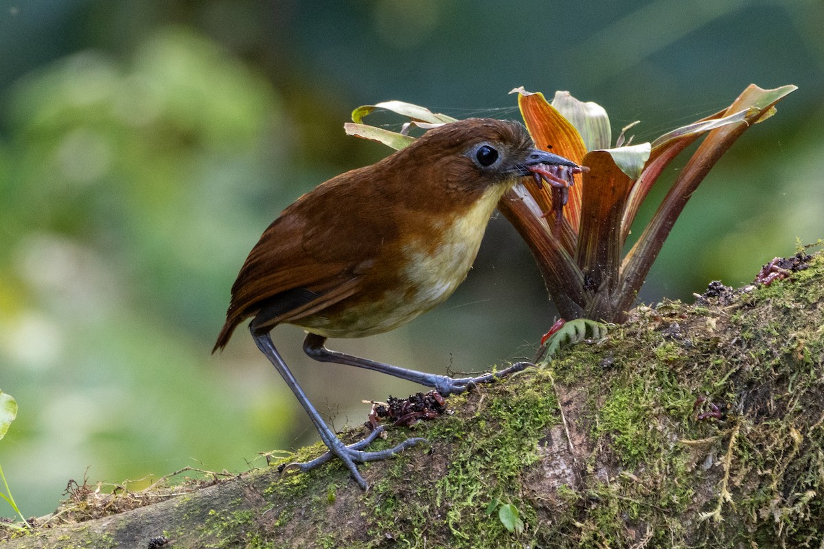 Yellow-breasted Antpitta - ML647260811